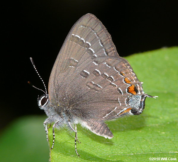 Banded Hairstreak (Satyrium calanus)