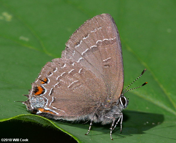 Banded Hairstreak (Satyrium calanus)