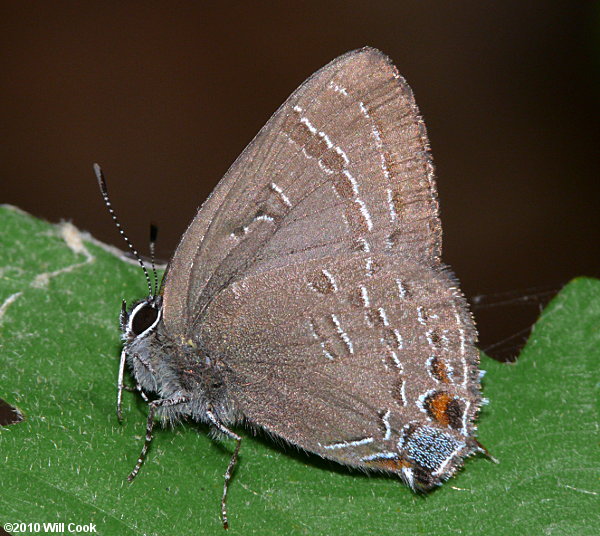 Banded Hairstreak (Satyrium calanus)