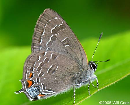 Banded Hairstreak (Satyrium calanus)