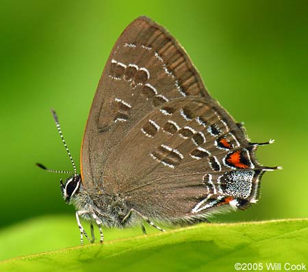 Banded Hairstreak (Satyrium calanus)