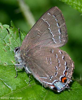 Banded Hairstreak (Satyrium calanus)