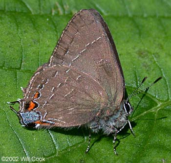 Banded Hairstreak (Satyrium calanus)