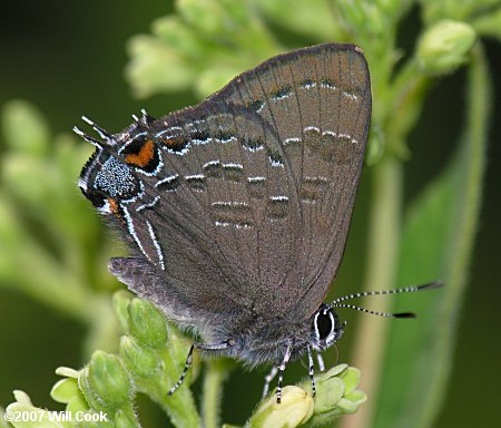 Banded Hairstreak (Satyrium calanus)