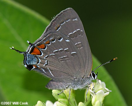 Banded Hairstreak (Satyrium calanus)