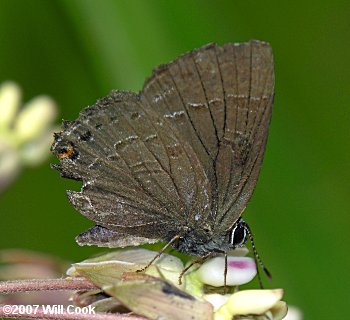 Banded Hairstreak (Satyrium calanus)