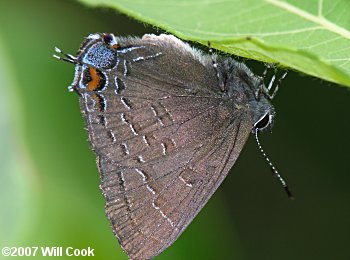 Banded Hairstreak (Satyrium calanus)