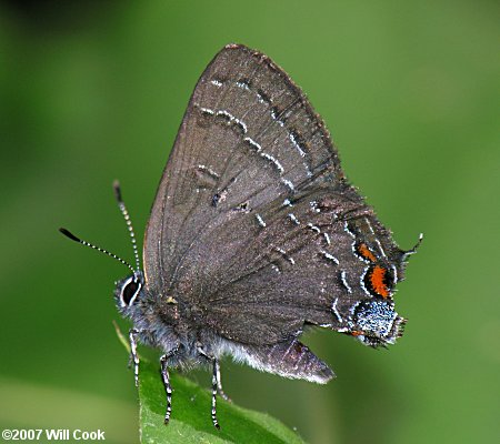 Banded Hairstreak (Satyrium calanus)