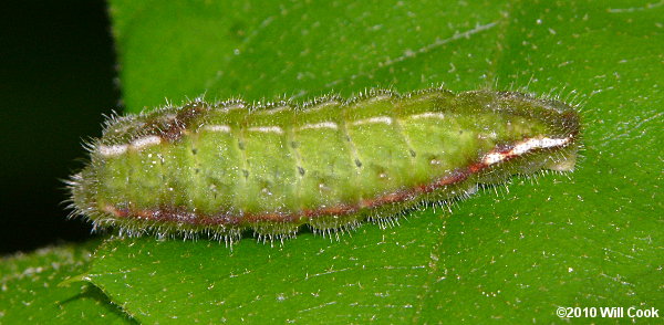 Banded Hairstreak (Satyrium calanus) caterpillar