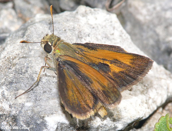 Baracoa Skipper (Polites baracoa)