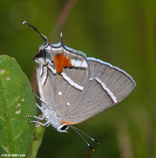 Bartram's Scrub-Hairstreak (Strymon acis)