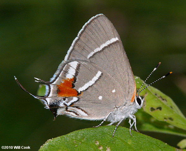 Bartram's Scrub-Hairstreak (Strymon acis)