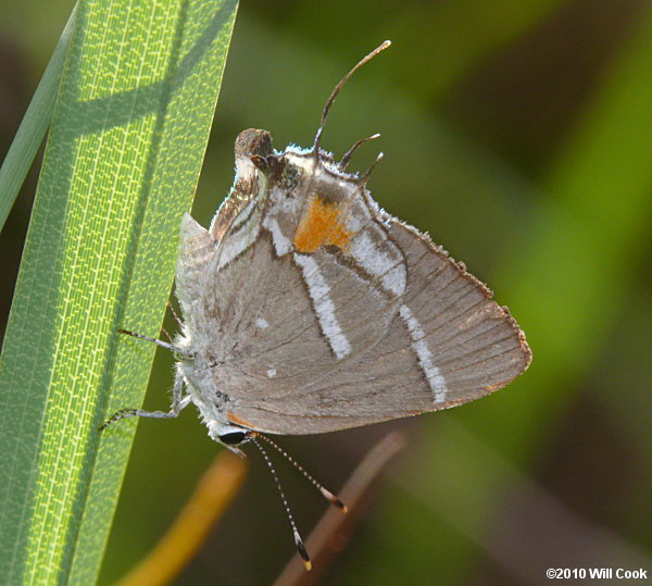 Bartram's Scrub-Hairstreak (Strymon acis)