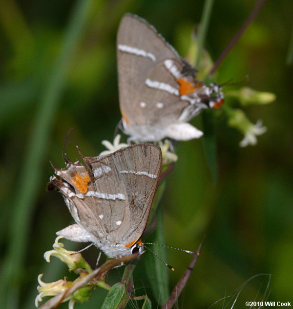 Bartram's Scrub-Hairstreak (Strymon acis)