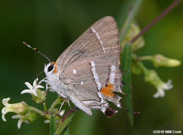 Bartram's Scrub-Hairstreak (Strymon acis)