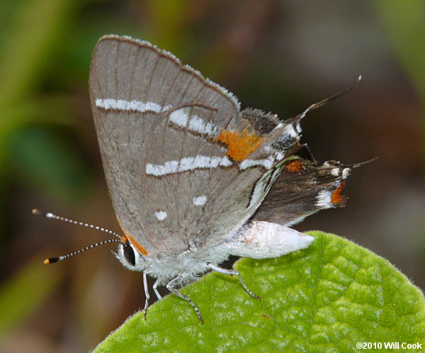 Bartram's Scrub-Hairstreak (Strymon acis)