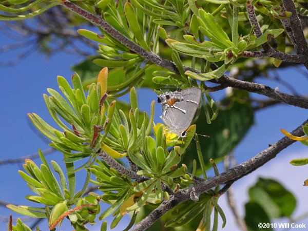 Bay-Cedar (Suriana maritima) Martial Scrub-Hairstreak (Strymon martialis)