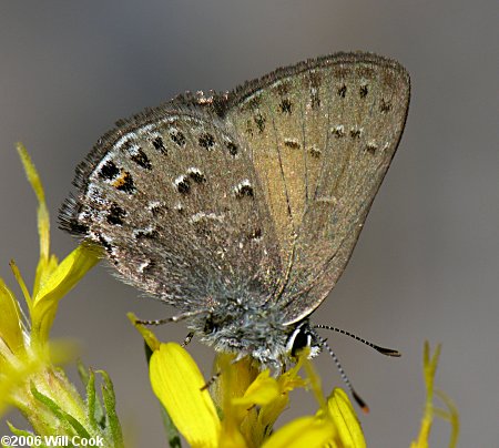 Behr's Hairstreak (Satyrium behrii)