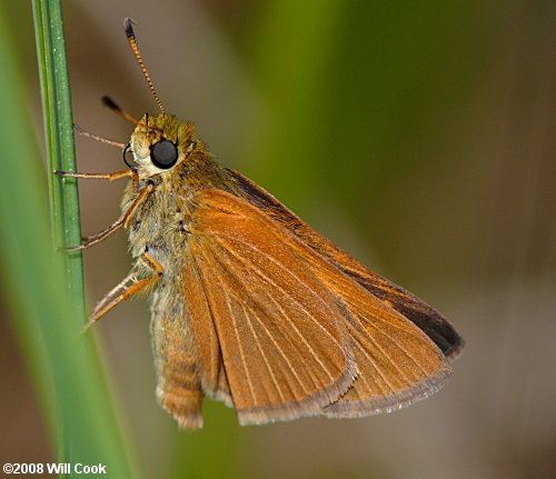 Berry's Skipper (Euphyes berryi)