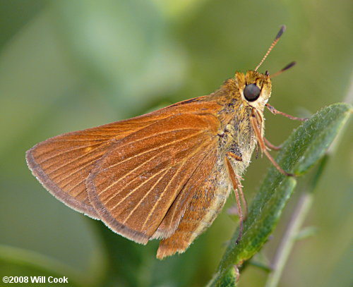 Berry's Skipper (Euphyes berryi)