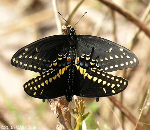 Black Swallowtail (Papilio polyxenes)