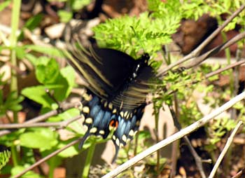 Black Swallowtail (Papilio polyxenes)