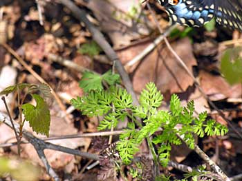 Black Swallowtail (Papilio polyxenes)