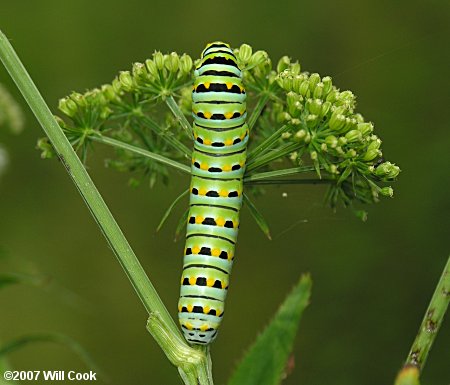 Black Swallowtail (Papilio polyxenes) caterpillar