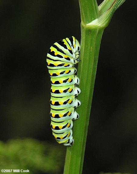 Black Swallowtail (Papilio polyxenes) caterpillar