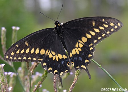 Black Swallowtail (Papilio polyxenes)