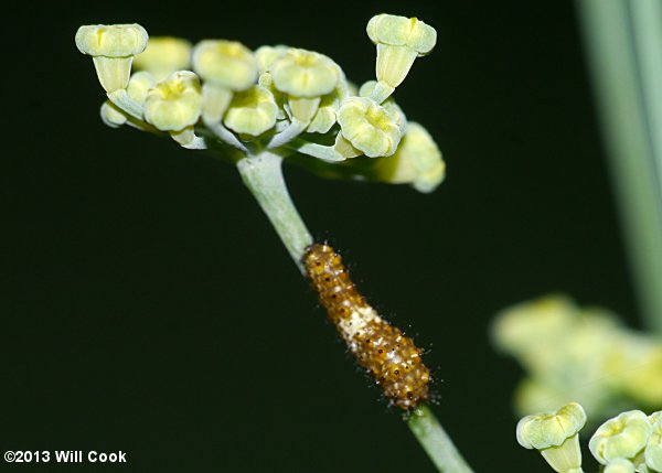 Black Swallowtail (Papilio polyxenes) caterpillar