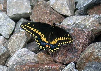 Black Swallowtail (Papilio polyxenes)