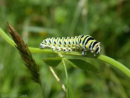 Black Swallowtail (Papilio polyxenes) caterpillar