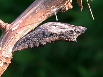 Black Swallowtail (Papilio polyxenes)