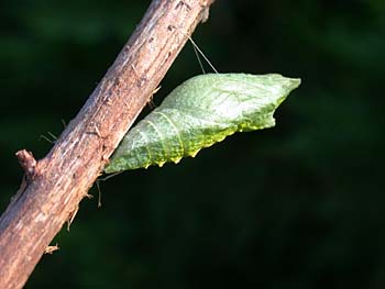 Black Swallowtail (Papilio polyxenes)