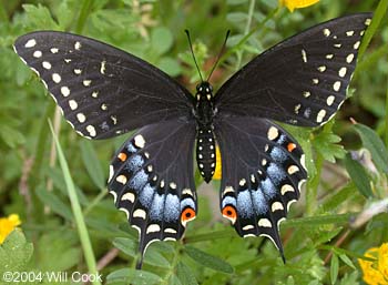 Black Swallowtail (Papilio polyxenes)