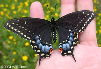 Black Swallowtail (Papilio polyxenes)