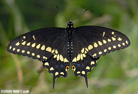 Black Swallowtail (Papilio polyxenes)