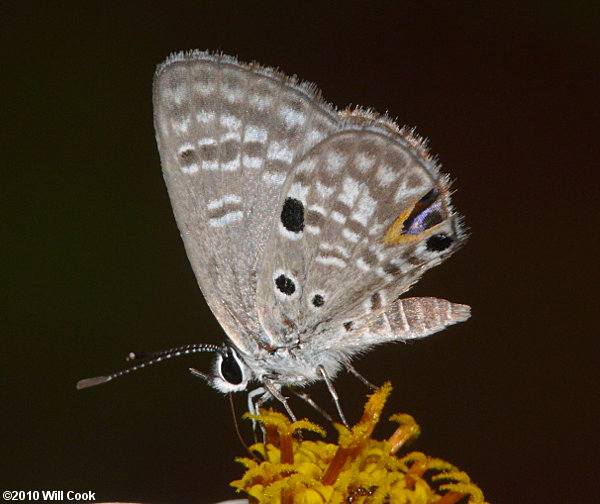 Miami Blue (Cyclargus thomasi thomasi)