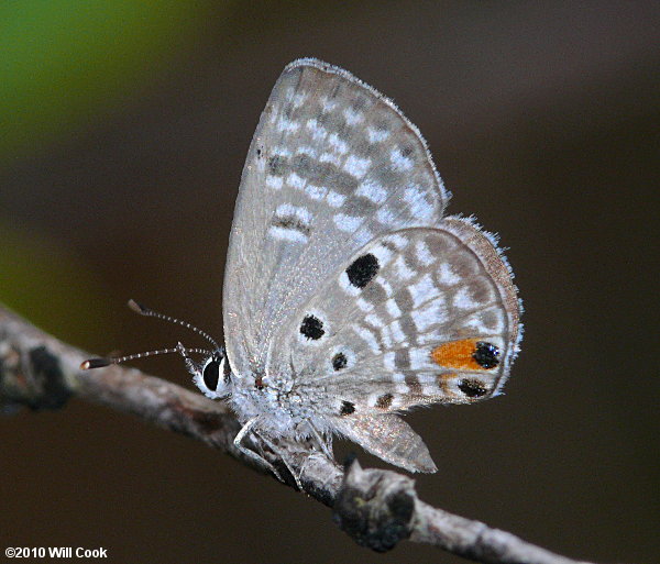 Miami Blue (Cyclargus thomasi thomasi)