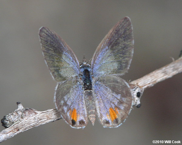 Miami Blue (Cyclargus thomasi thomasi)