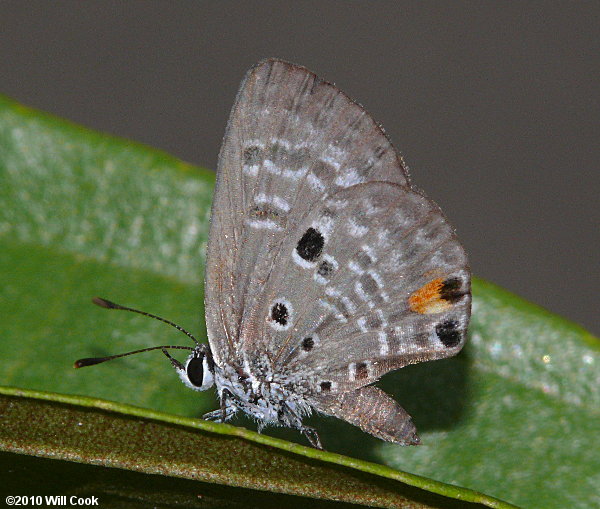 Miami Blue (Cyclargus thomasi thomasi)