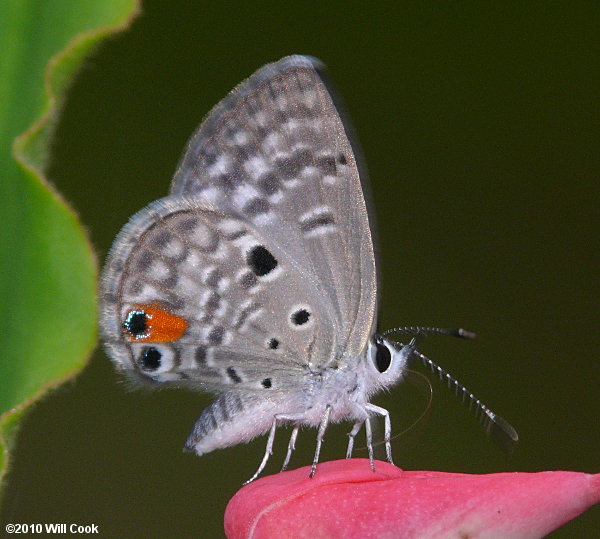 Miami Blue (Cyclargus thomasi thomasi)