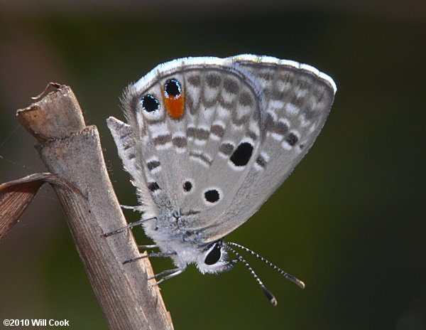 Miami Blue (Cyclargus thomasi thomasi)