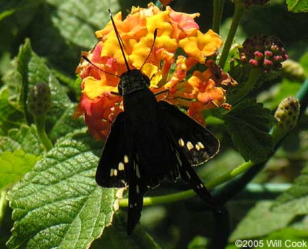 Brazilian Skipper (Calpodes ethlius)