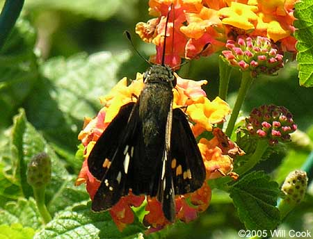 Brazilian Skipper (Calpodes ethlius)