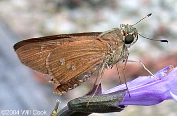 Brazilian Skipper (Calpodes ethlius)