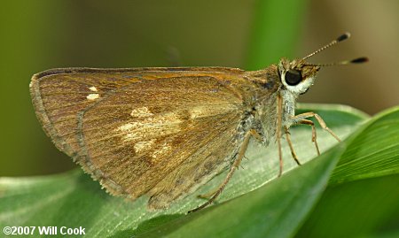 Broad-winged Skipper (Poanes viator)