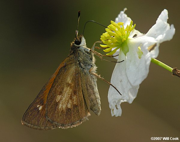 Broad-winged Skipper (Poanes viator)