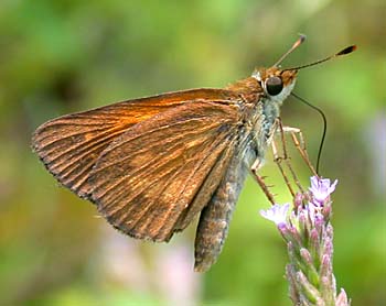 Broad-winged Skipper (Poanes viator)